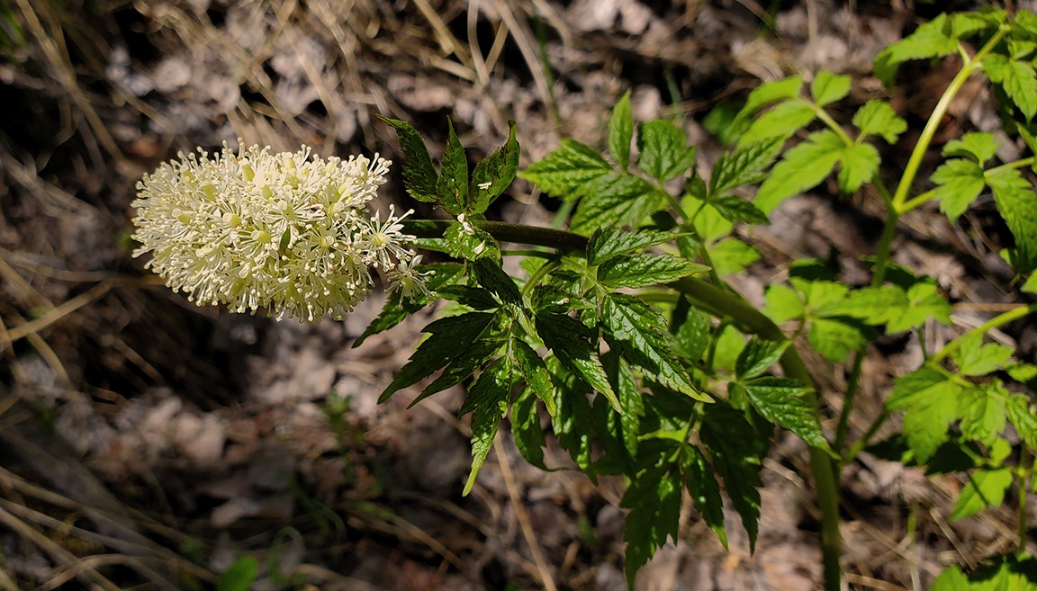 baneberry