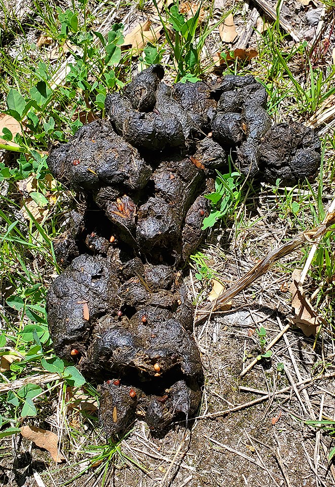 bear dung