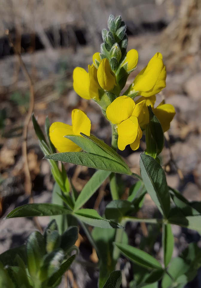 big golden pea