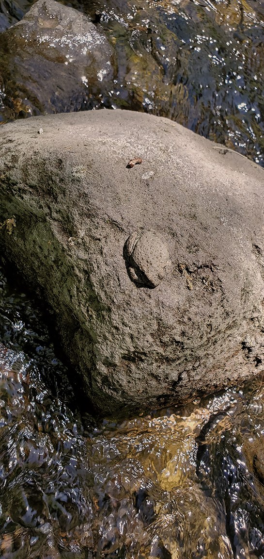 big picture canyon tree frog