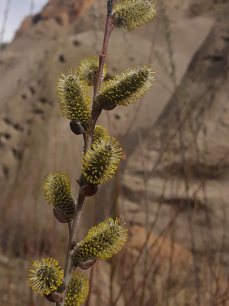 blooming willow