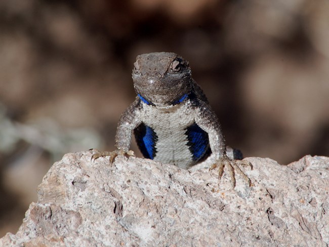 a lizard with bright blue flanks and a grayish tan body faces the camera with its body flexed.