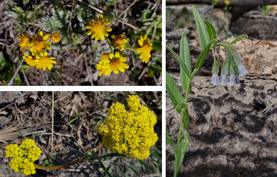 blue ski trail flowers