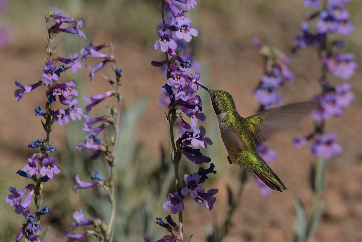 broadtail hummer at penstemon