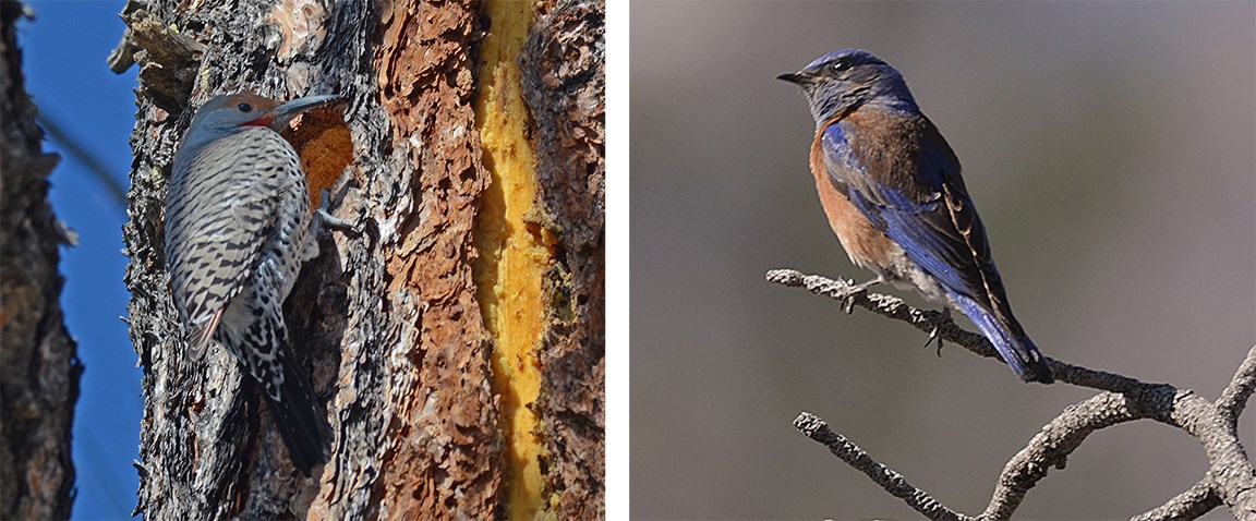 burnt mesa birds