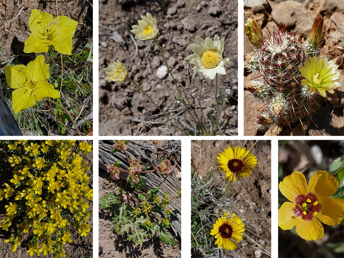 burro trail flowers