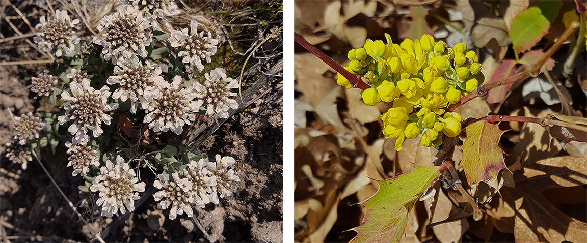 candy tuft and oregon grape