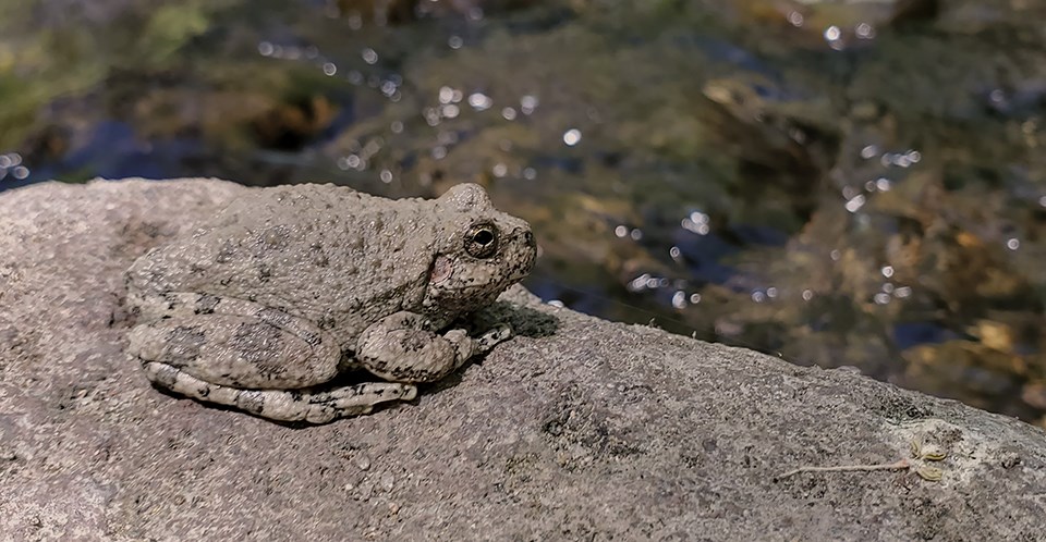canyon tree frog