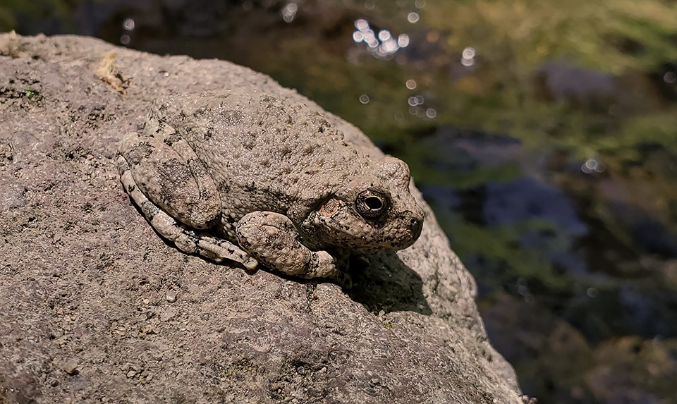 canyon tree frog