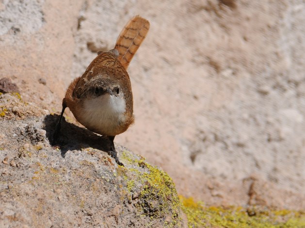 canyon wren