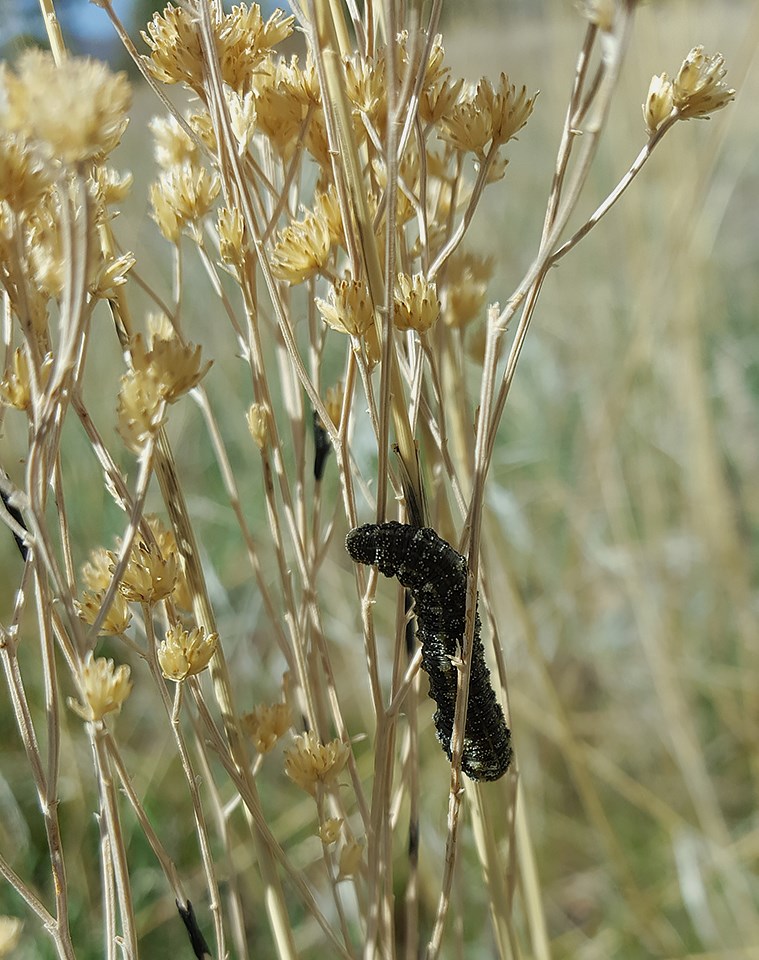 caterpillar