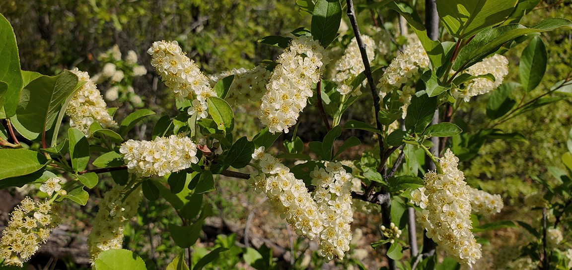 choke cherries