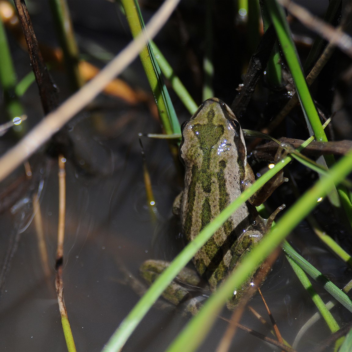 chorus frog