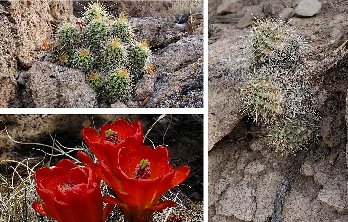 claret cups