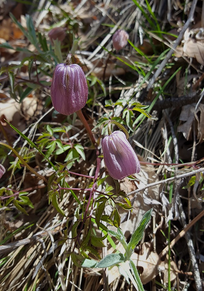 clematis buds