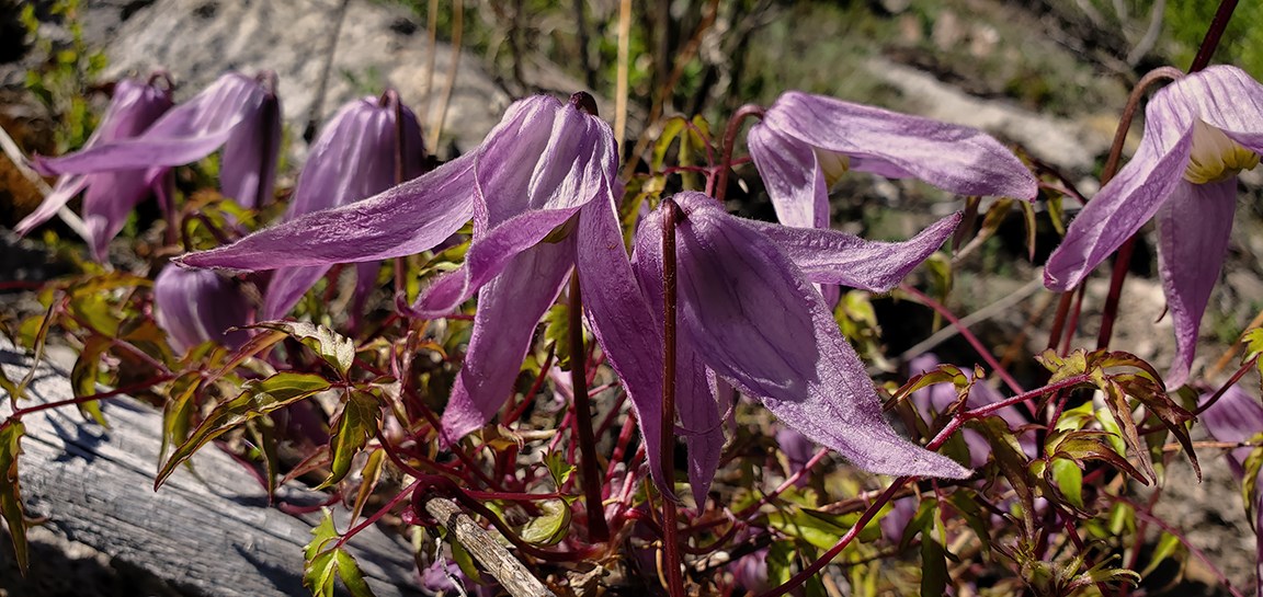 clematis