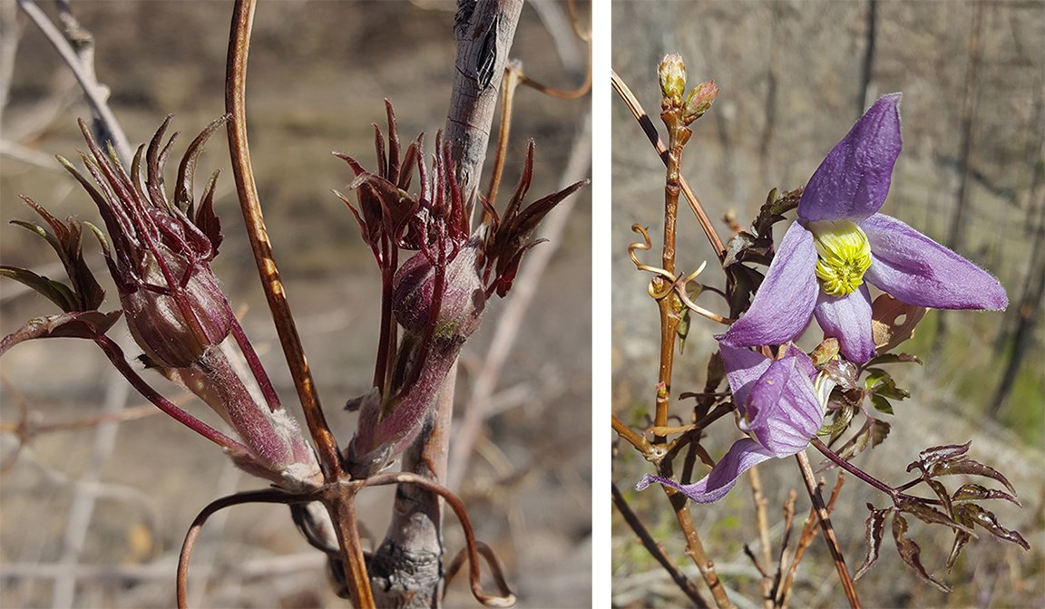 rocky mountain clematis