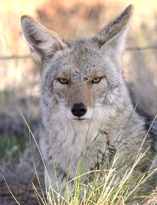 coyote portrait