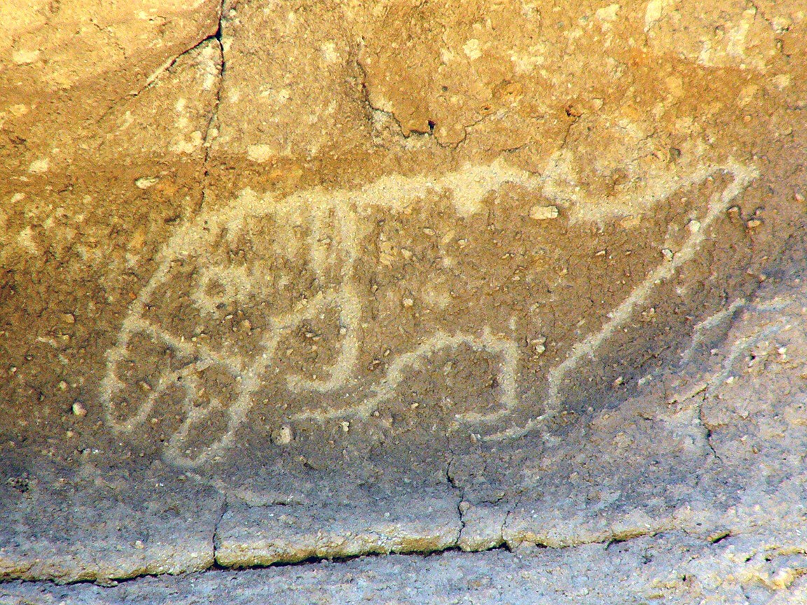 macaw petroglyph