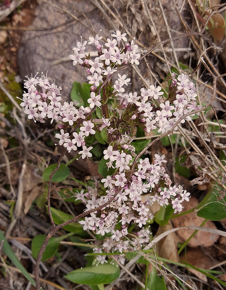 valerian from above