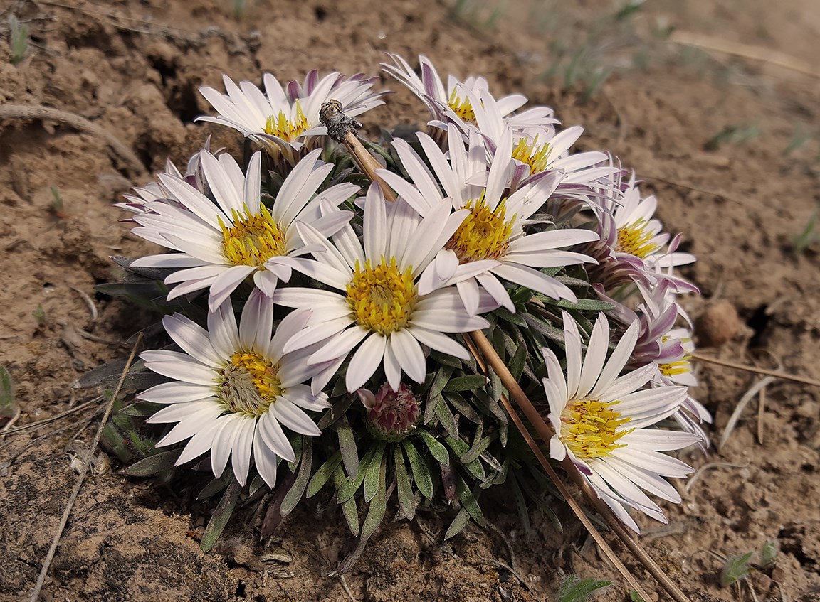 easter daisies