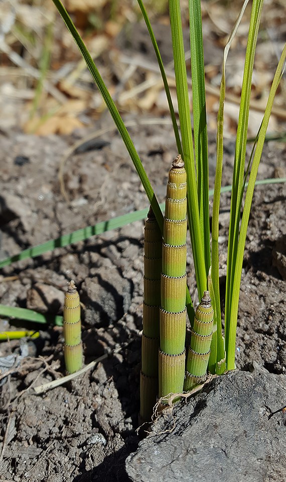 emerging horsetails