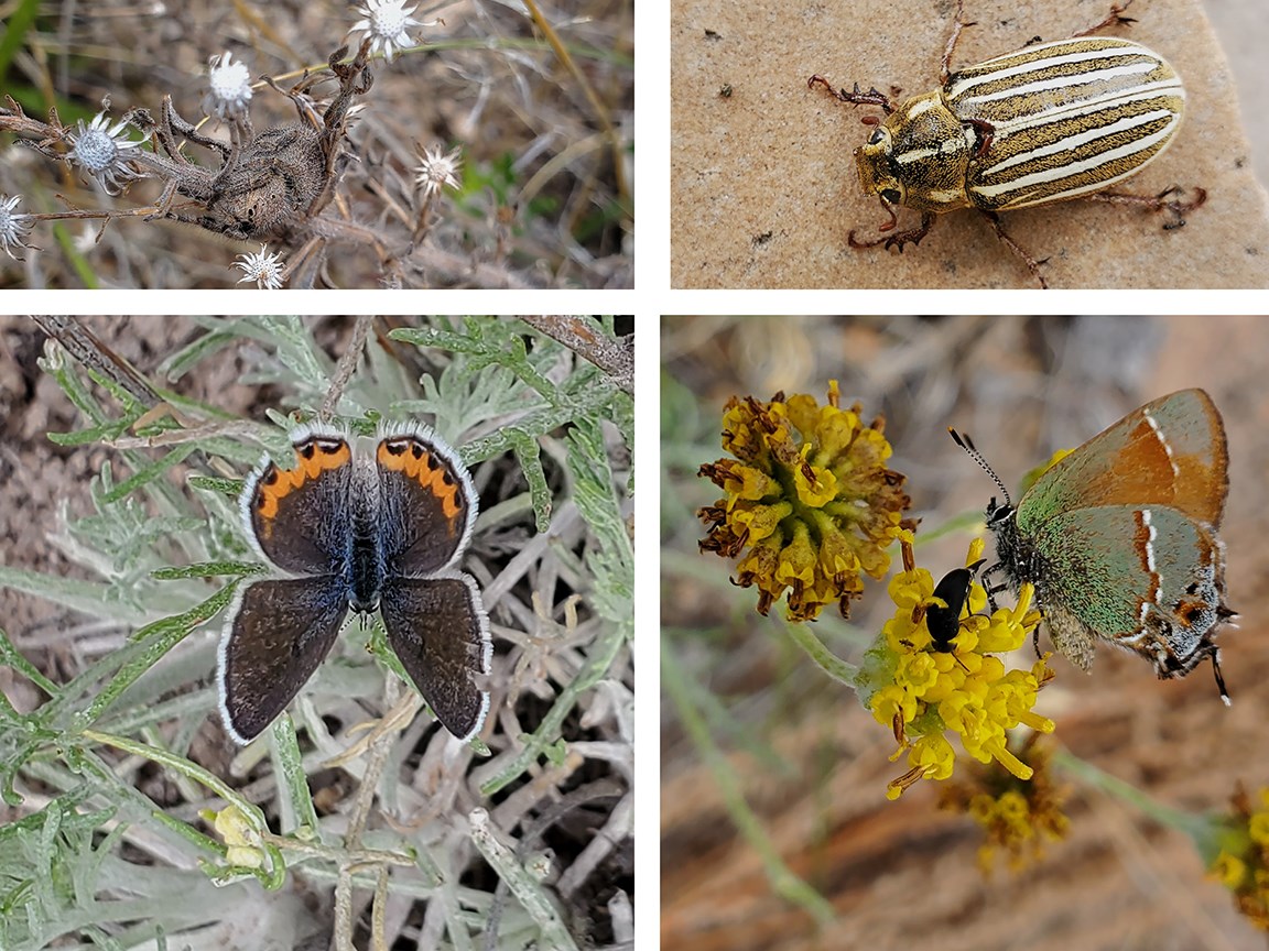 frey trail insects