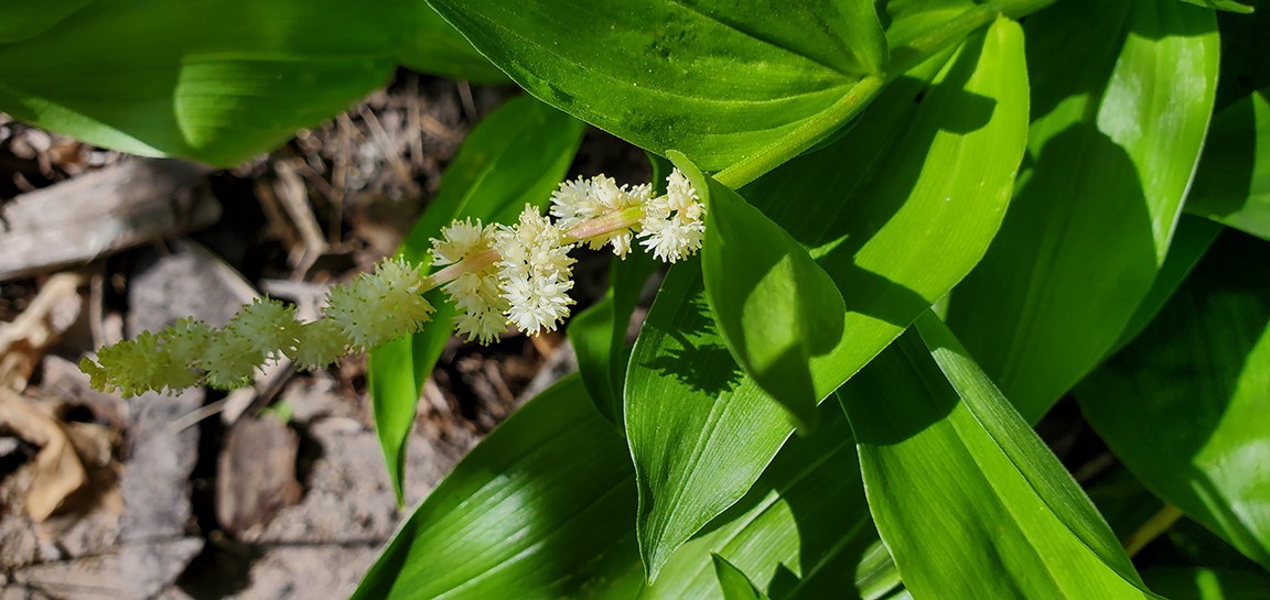 solomon's seal