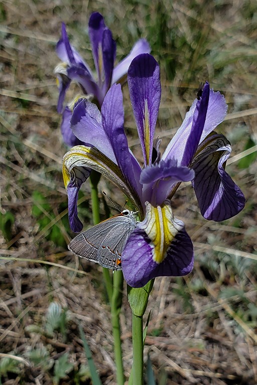 gray hairstreak on iris
