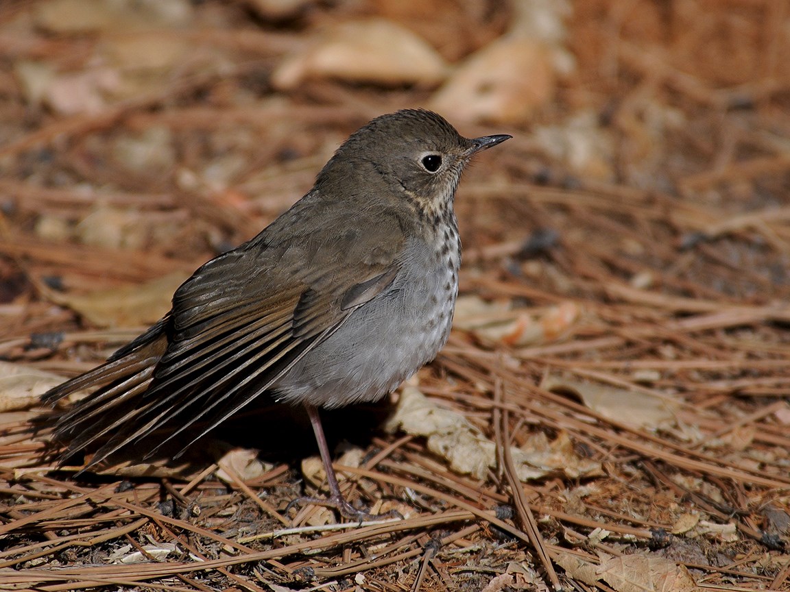 hermit thrush