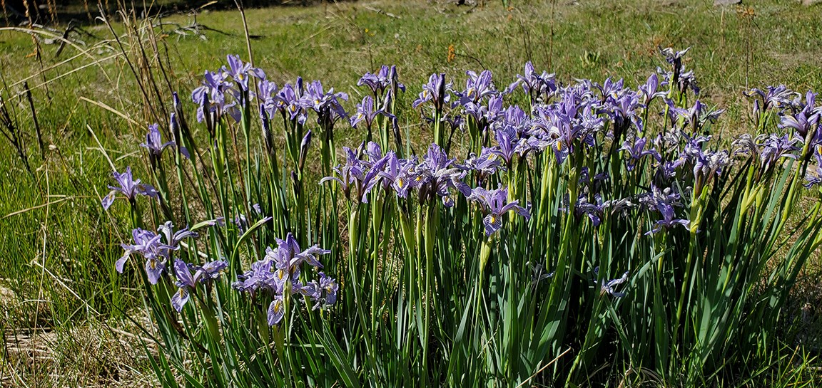 iris patch