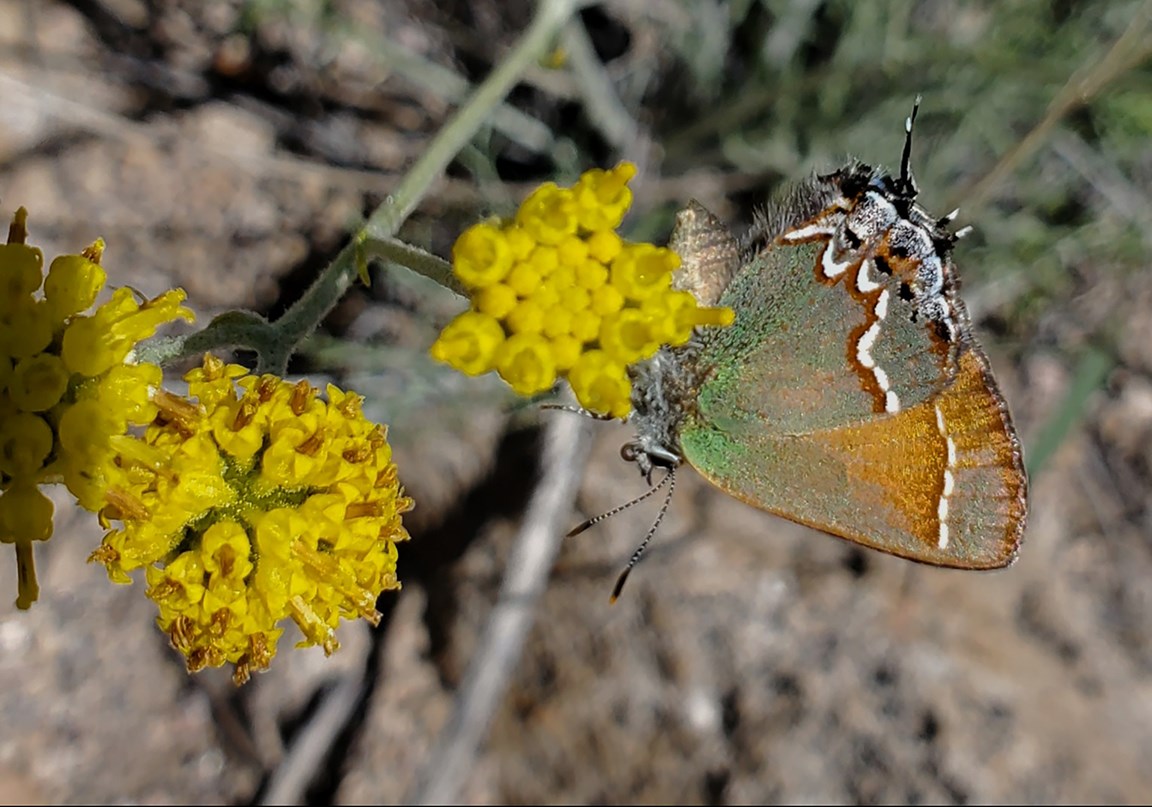 juniper hairstreak