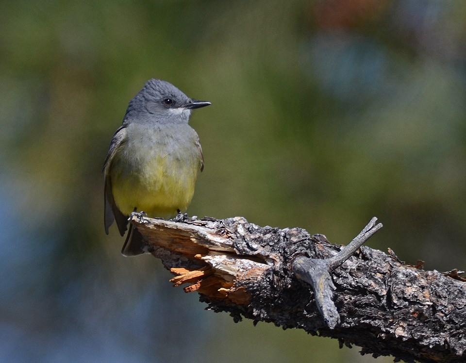 Cassins kingbird