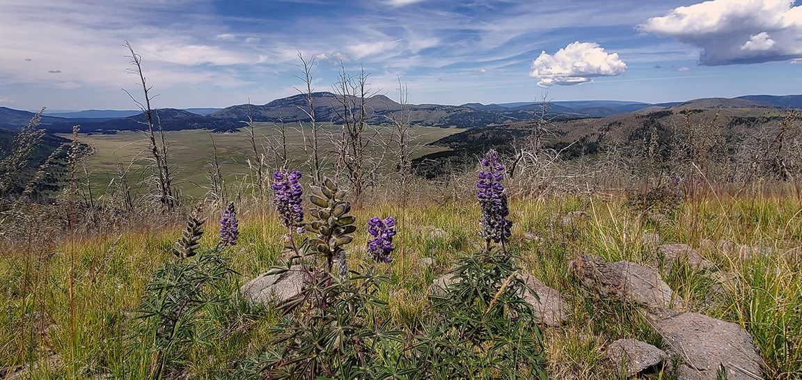 purple flowers in the foreground with a vast valley of green grass rimmed by tall green trees