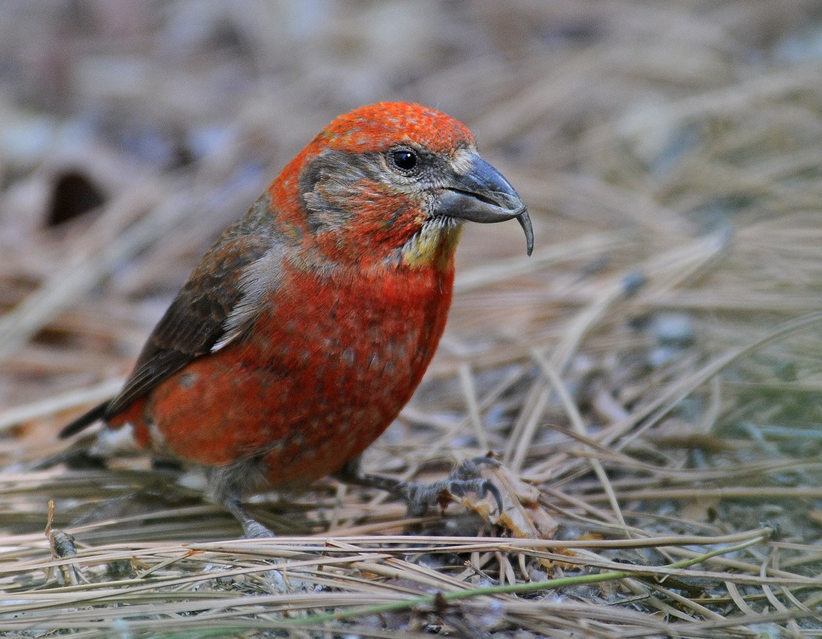 male red crossbill