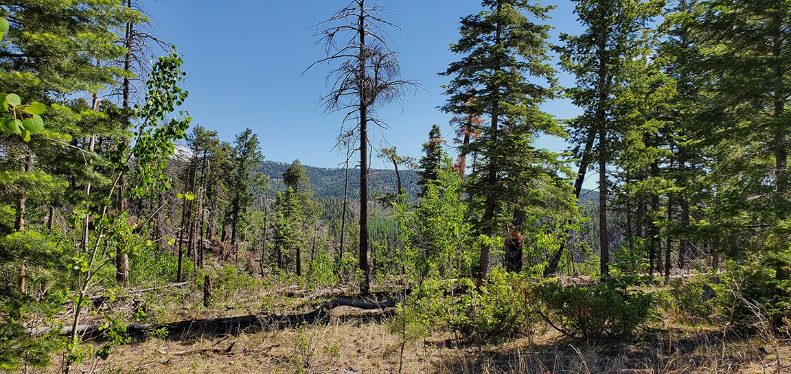 mixed conifer orange trail