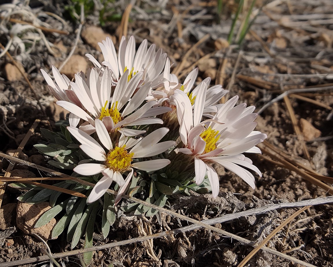 more easter daisies