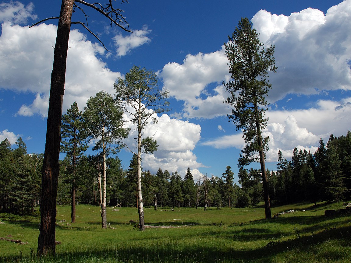 mountain meadow