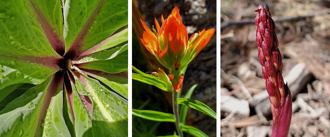 orange ski trail plants