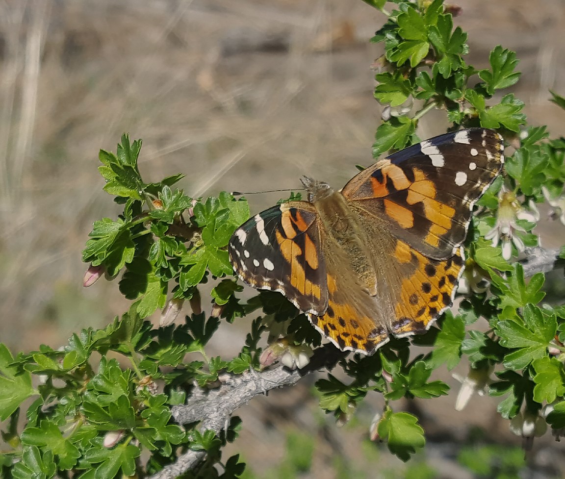 painted lady