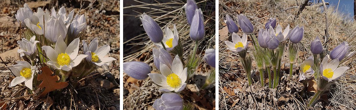 pasque flowers