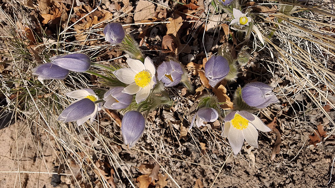 pasque flowers