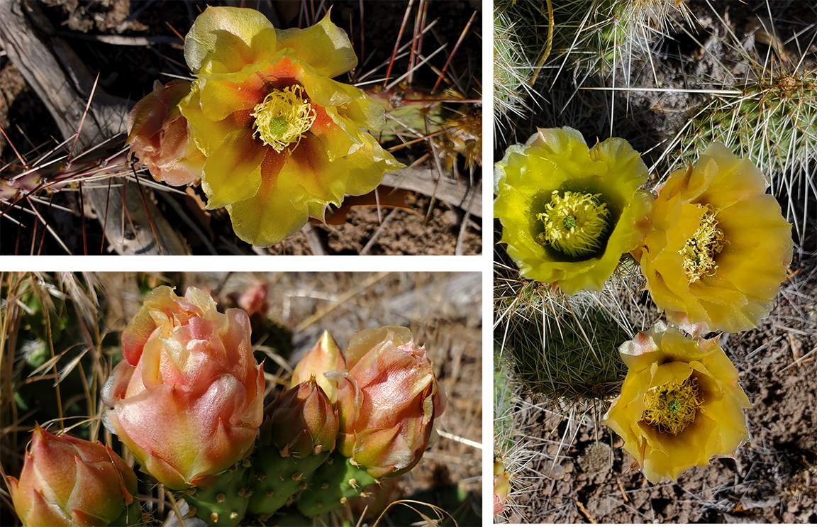 prickly pear tyuonyi overlook