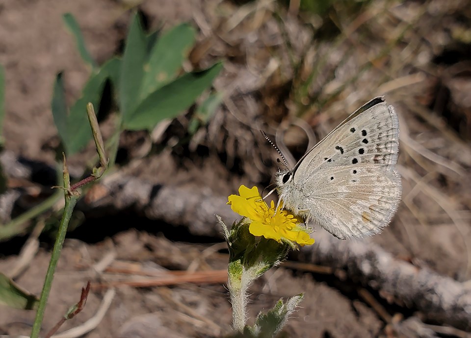 reakirts blue female