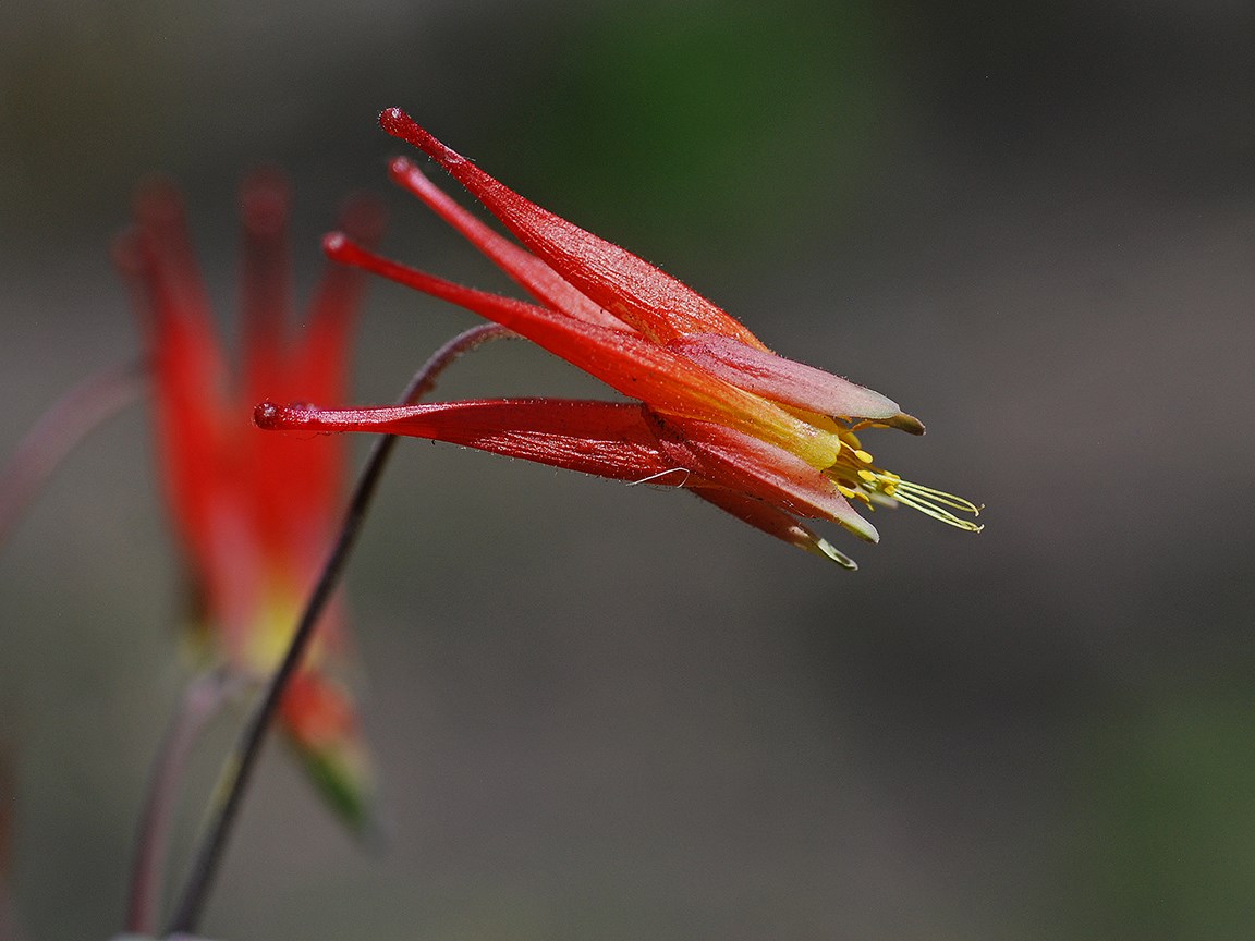 red columbine