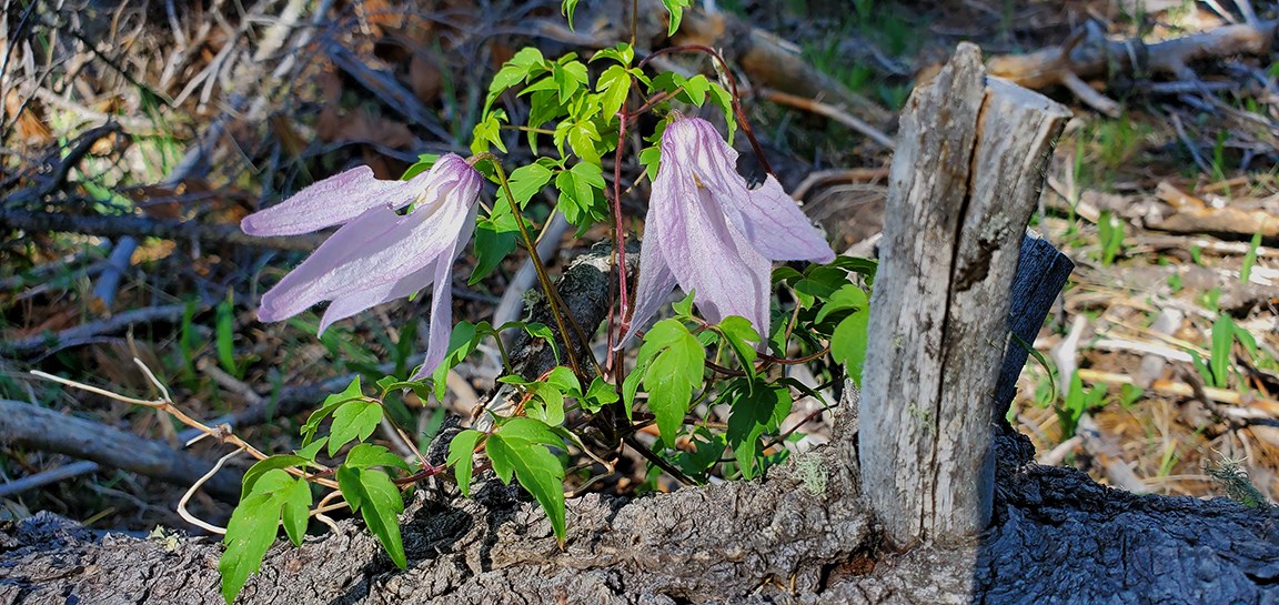 rocky mountain clematis