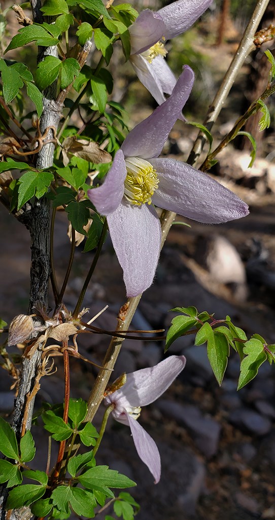 rm clematis