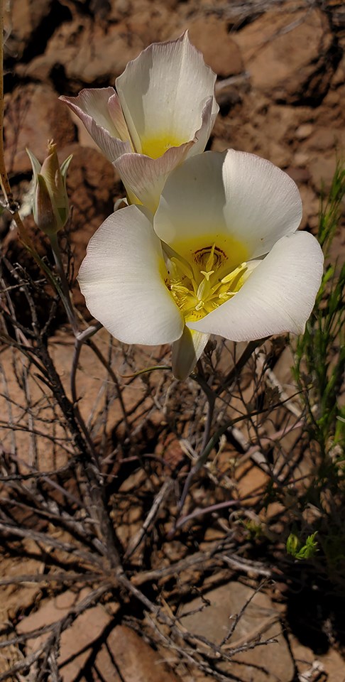 sego lily pair