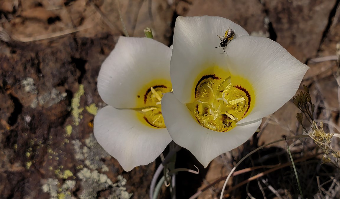 sego lily pair w bee