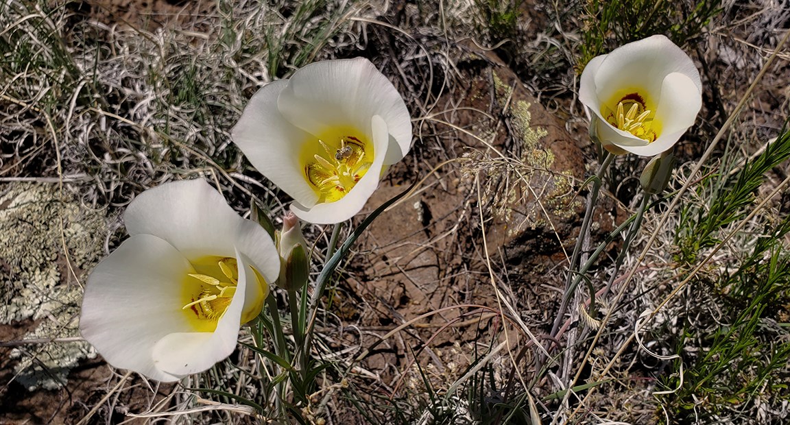 sego lily trio